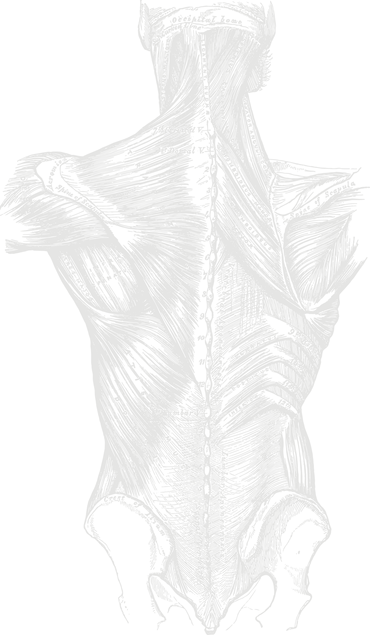 83-muscles-posterior-torso-light