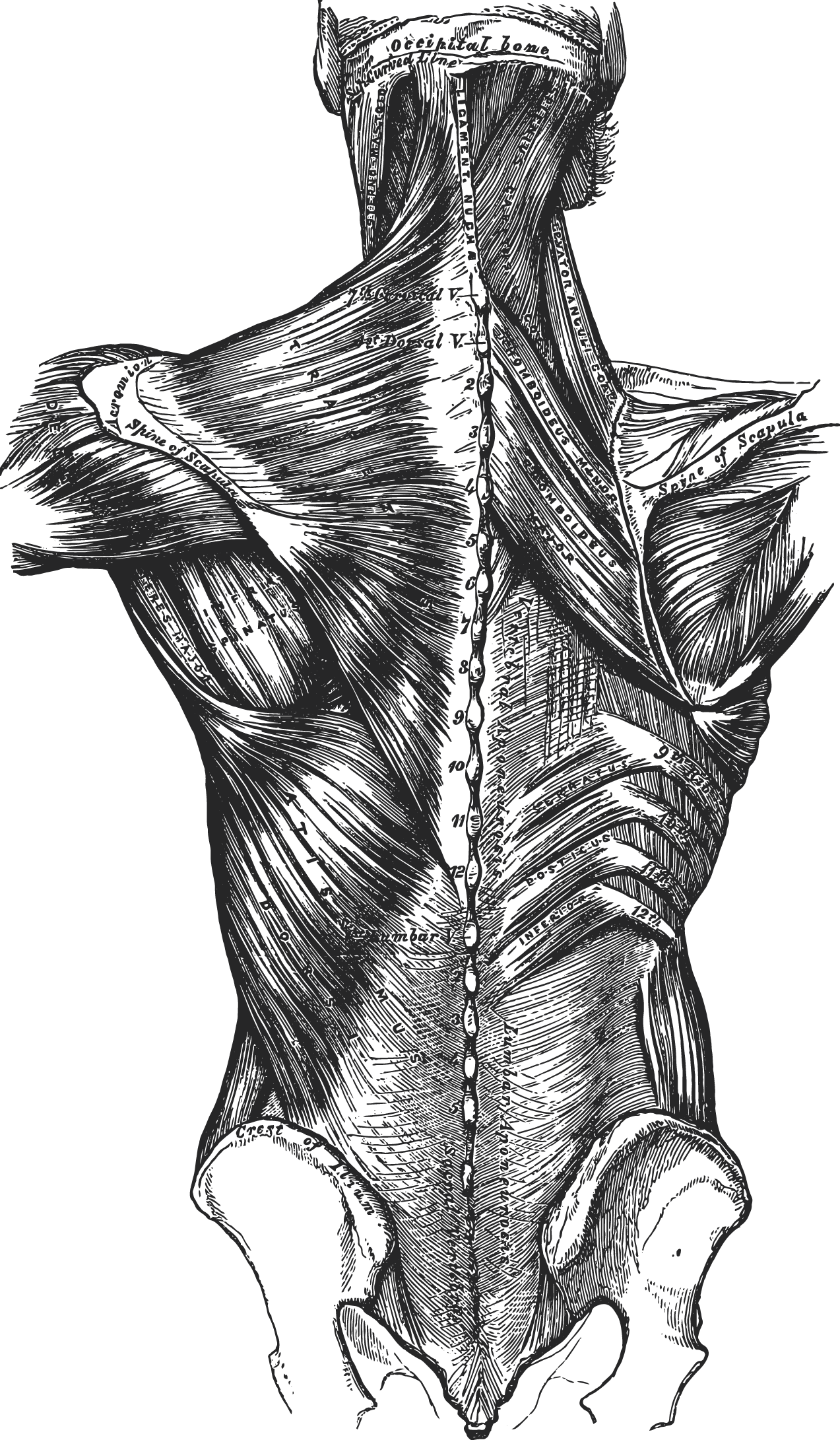 83 muscles - posterior torso
